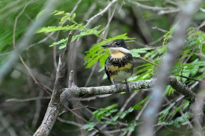 Photo (11): Green Kingfisher
