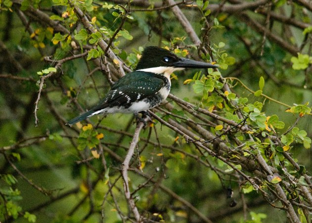 Photo (21): Green Kingfisher
