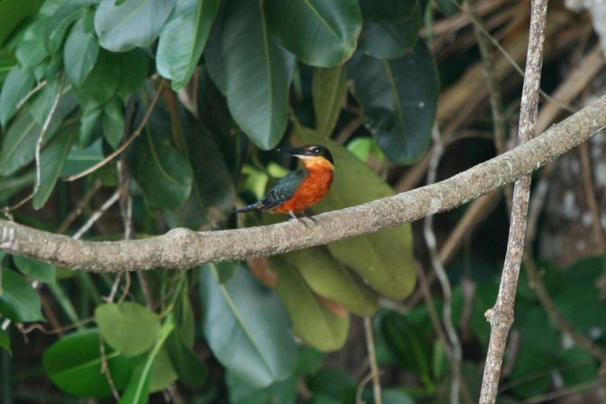 Photo (3): Green-and-rufous Kingfisher