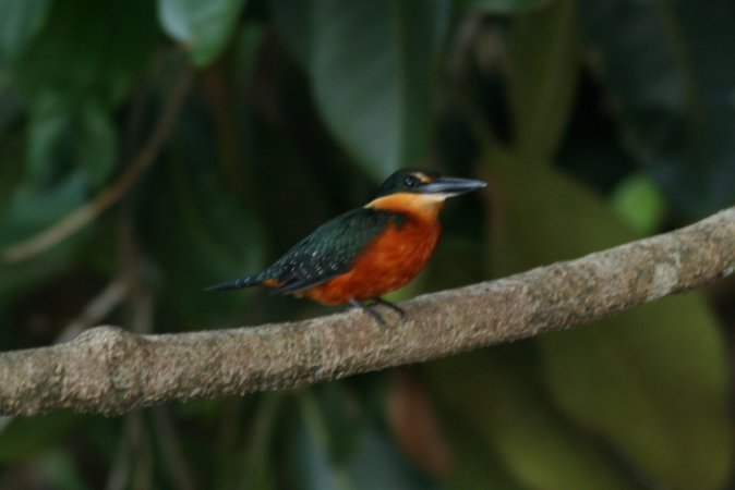 Photo (1): Green-and-rufous Kingfisher