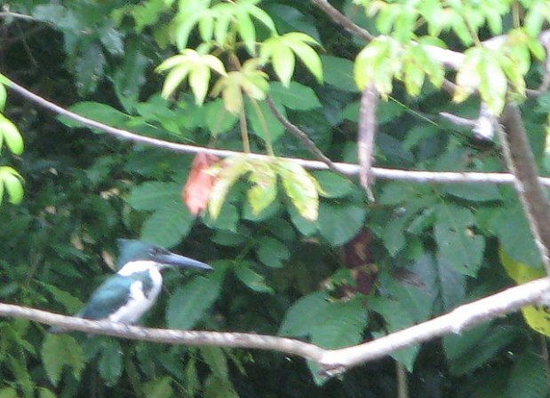 Photo (4): Green-and-rufous Kingfisher