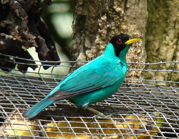 Photo (14): Green Honeycreeper