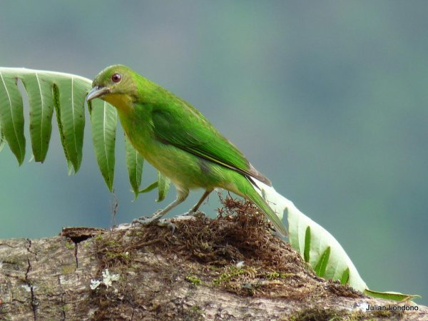 Photo (6): Green Honeycreeper