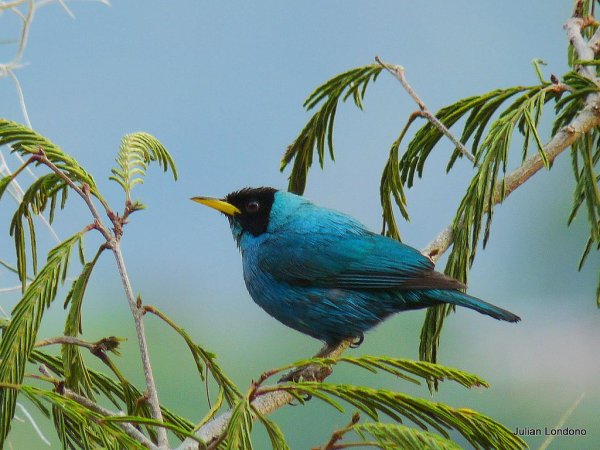 Photo (5): Green Honeycreeper