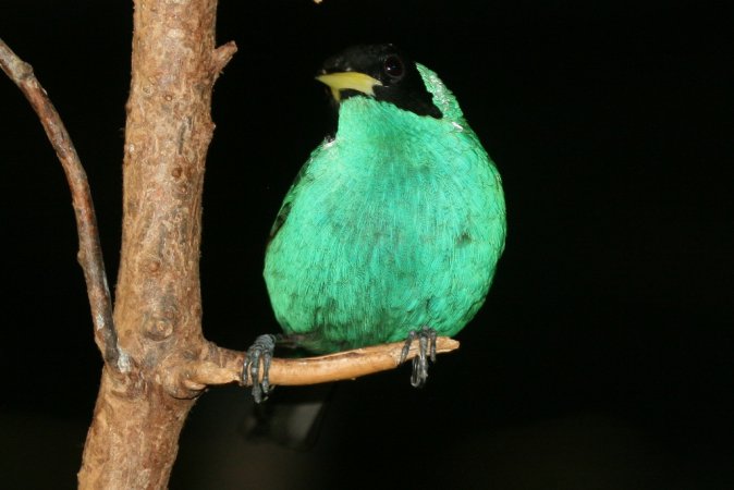 Photo (17): Green Honeycreeper