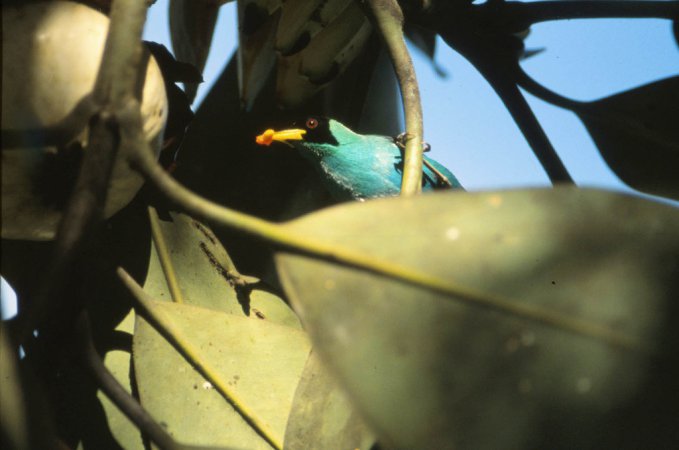Photo (19): Green Honeycreeper