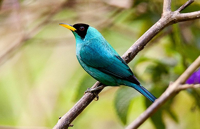 Photo (7): Green Honeycreeper
