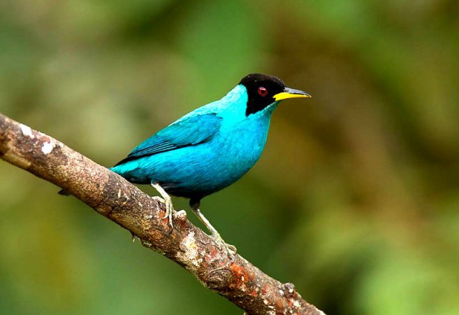 Photo (3): Green Honeycreeper