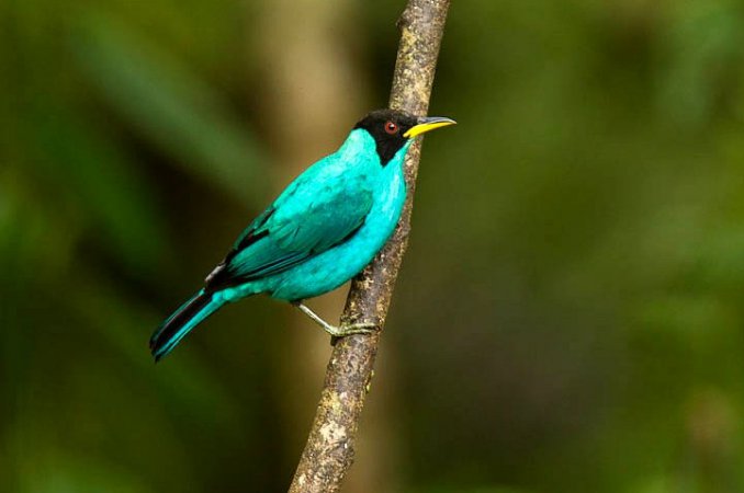 Photo (15): Green Honeycreeper