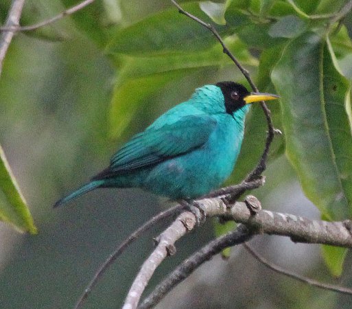 Photo (16): Green Honeycreeper
