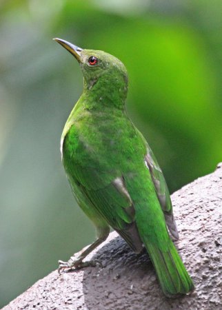 Photo (10): Green Honeycreeper
