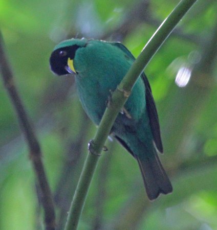 Photo (18): Green Honeycreeper