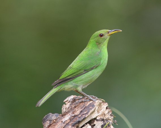 Photo (2): Green Honeycreeper