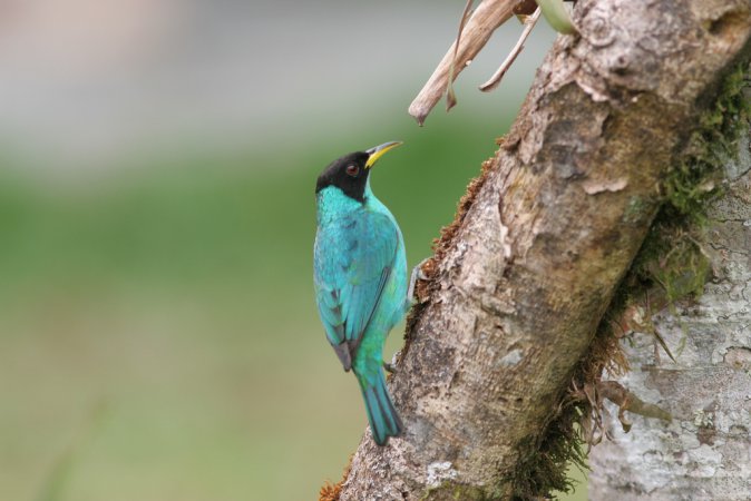 Photo (11): Green Honeycreeper