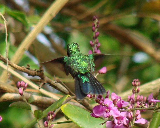 Photo (3): Blue-tailed Emerald