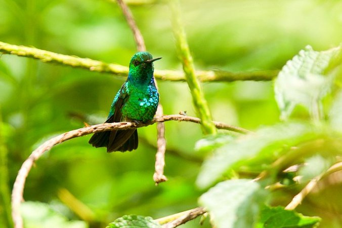 Photo (1): Blue-tailed Emerald