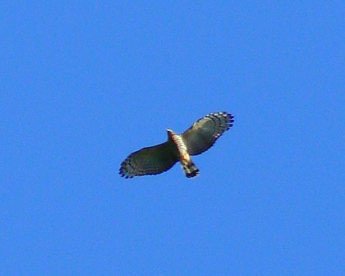 Photo (4): Hook-billed Kite