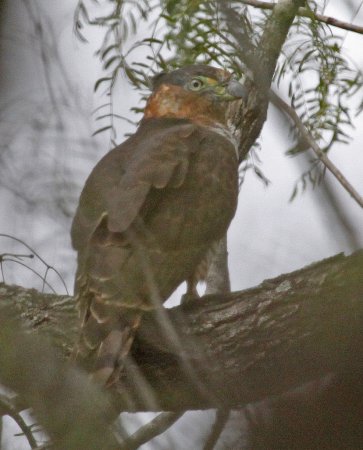 Photo (3): Hook-billed Kite