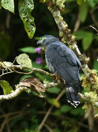 Photo (1): Hook-billed Kite