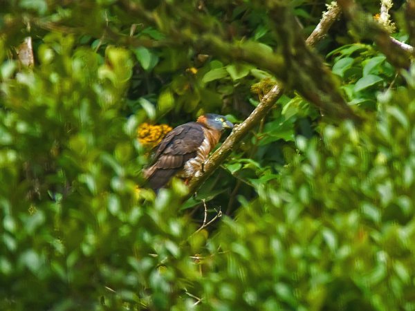 Photo (5): Hook-billed Kite