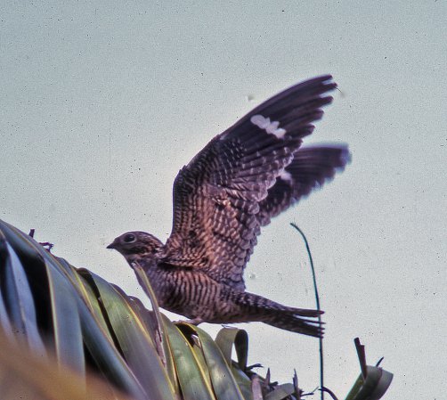 Photo (1): Antillean Nighthawk