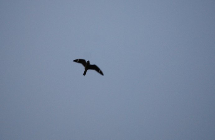 Photo (2): Antillean Nighthawk