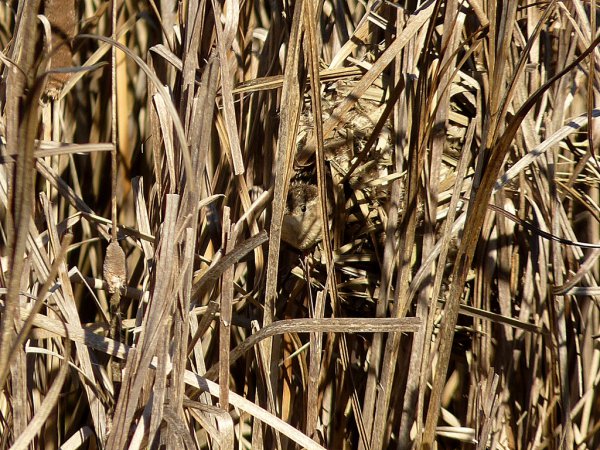 Photo (20): Marsh Wren