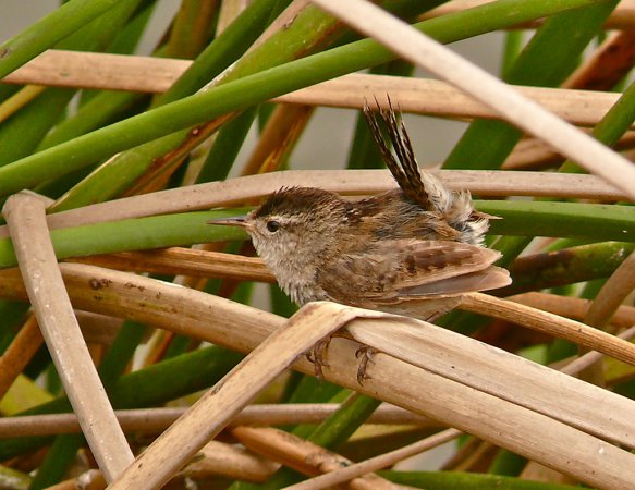 Photo (1): Marsh Wren