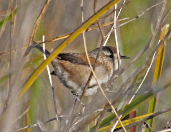 Photo (17): Marsh Wren