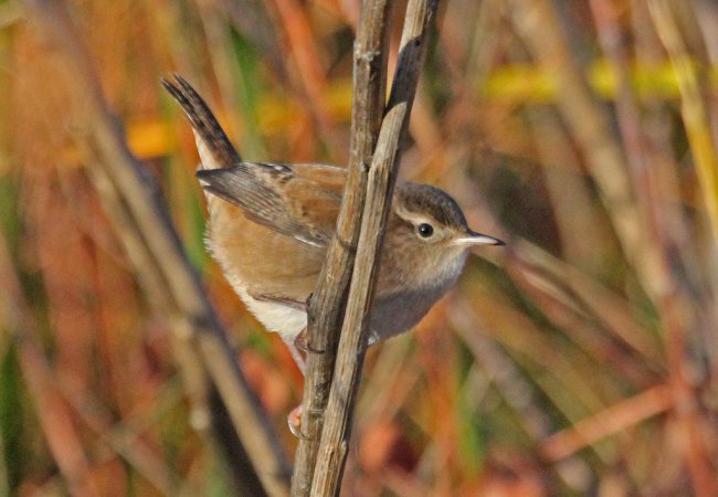 Photo (8): Marsh Wren