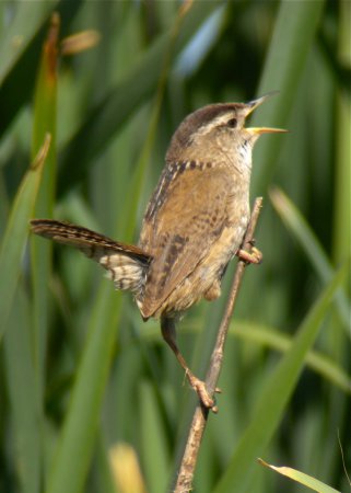 Photo (9): Marsh Wren