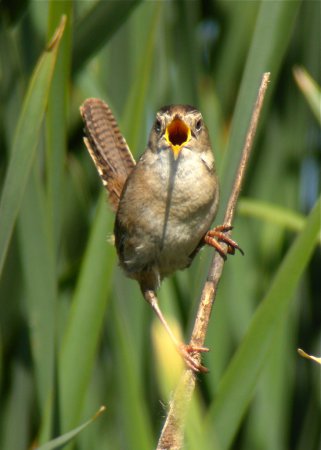 Photo (5): Marsh Wren