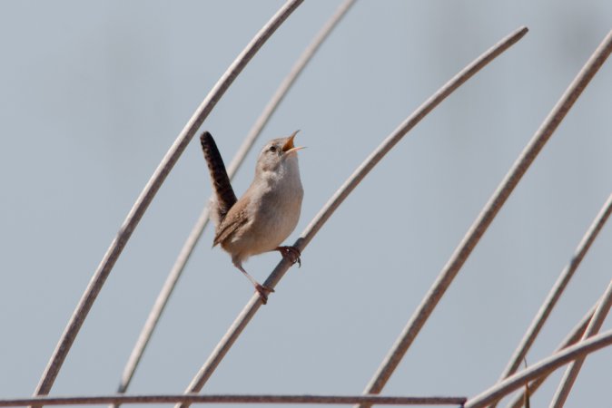 Photo (7): Marsh Wren