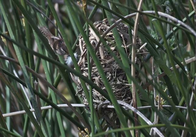 Photo (21): Marsh Wren