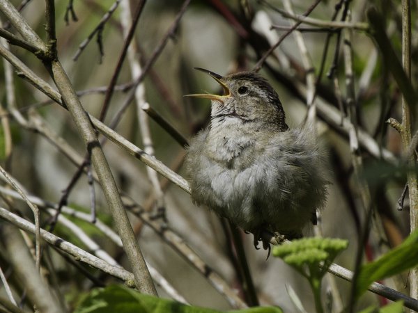 Photo (4): Marsh Wren