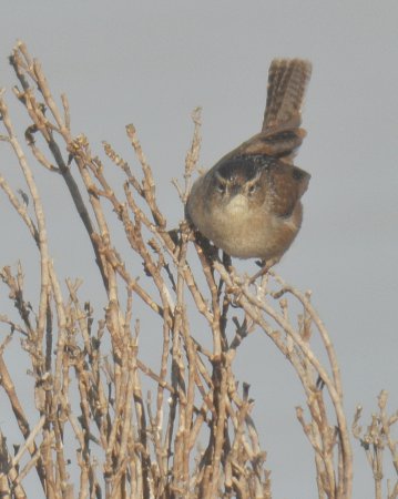 Photo (10): Marsh Wren