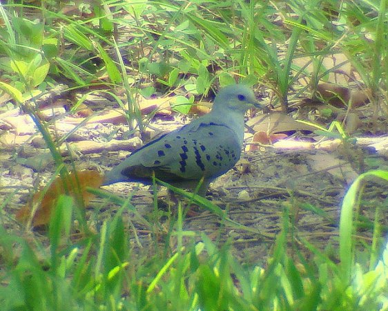Photo (3): Blue Ground-Dove