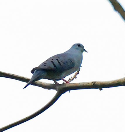 Photo (4): Blue Ground-Dove