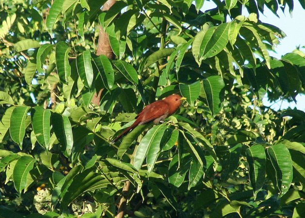Photo (4): Little Cuckoo