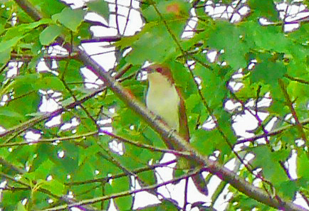 Photo (17): Black-billed Cuckoo