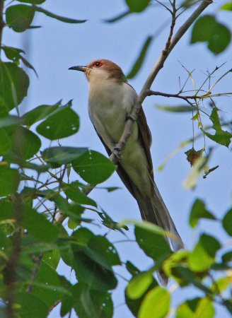 Photo (5): Black-billed Cuckoo