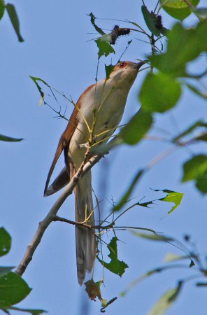 Photo (13): Black-billed Cuckoo