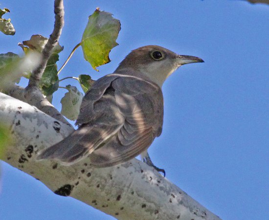 Photo (15): Black-billed Cuckoo