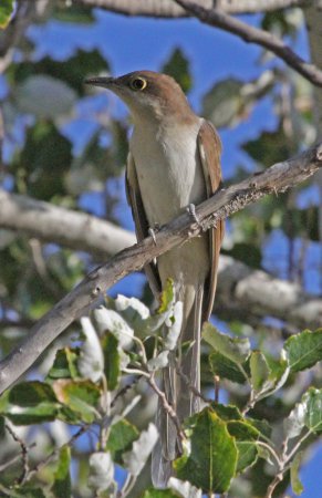 Photo (9): Black-billed Cuckoo