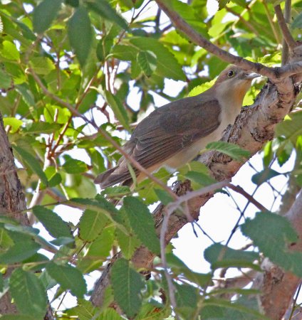 Photo (12): Black-billed Cuckoo