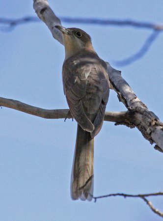 Photo (8): Black-billed Cuckoo