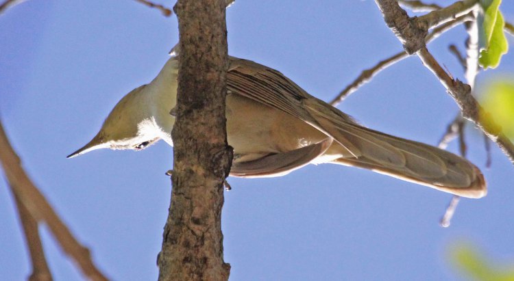 Photo (7): Black-billed Cuckoo