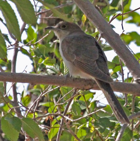 Photo (16): Black-billed Cuckoo