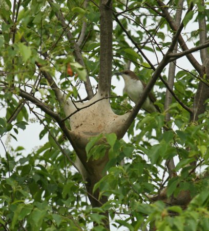 Photo (10): Black-billed Cuckoo