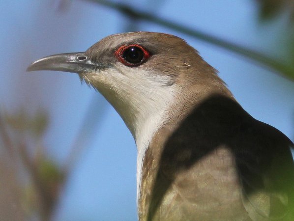 Photo (4): Black-billed Cuckoo